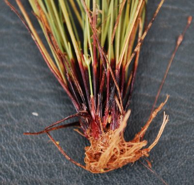 Isolepis antarctica, photographed by Charles Stirton