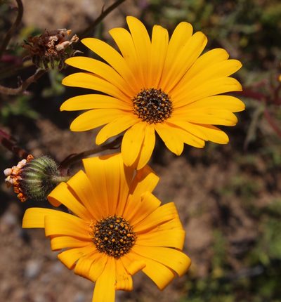 Norlindhia amplectens, photographed by Tony Rebelo