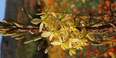 Bulbine praemorsa, photographed by Tony Rebelo