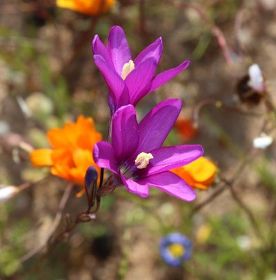 Ixia ramulosa, photographed by Tony Rebelo