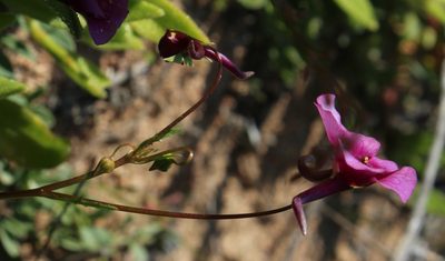Diascia namaquensis, photographed by Tony Rebelo