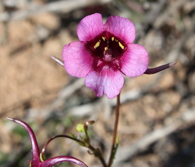Diascia namaquensis, photographed by Tony Rebelo