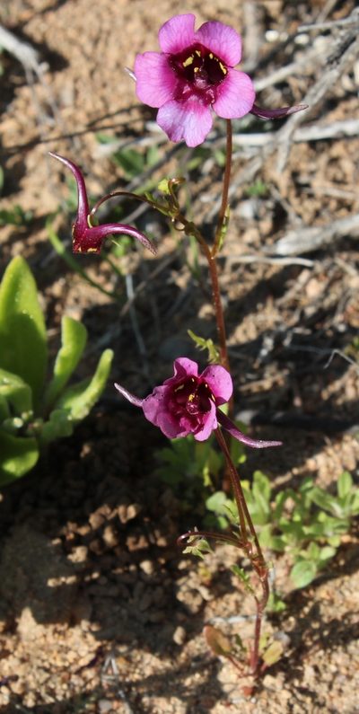 Diascia namaquensis, photographed by Tony Rebelo