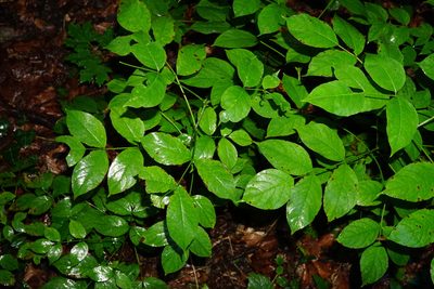 Staphylea pinnata, photographed by Patrick Hacker