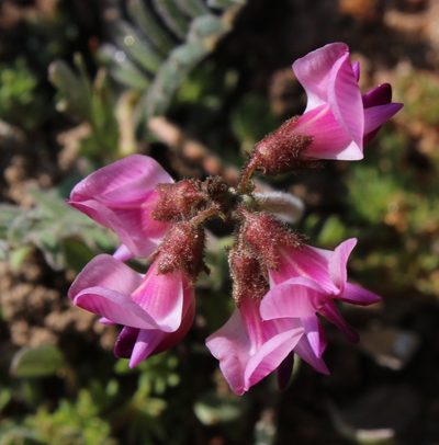 Lessertia diffusa, photographed by Tony Rebelo