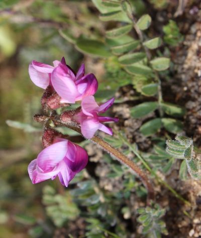 Lessertia diffusa, photographed by Tony Rebelo