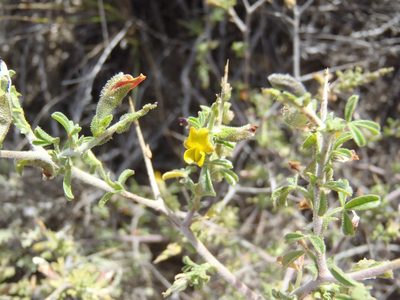Melolobium microphyllum, photographed by Nicola van Berkel
