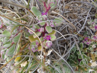 Aizoon sarcophyllum, photographed by Nicola van Berkel