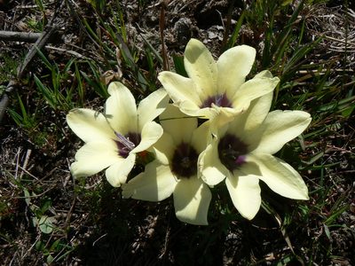 Babiana pygmaea, photographed by Jacques van der Merwe