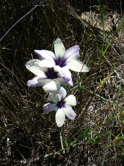 Babiana pygmaea, photographed by Jacques van der Merwe