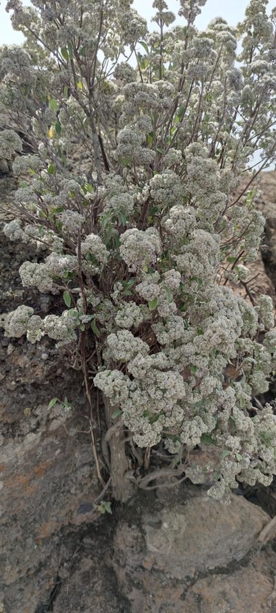 Bystropogon origanifolius, photographed by Santiago Martín-Bravo