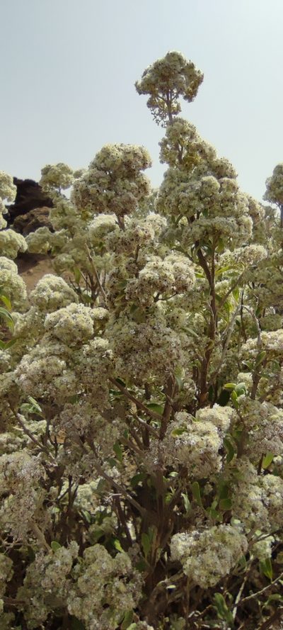 Bystropogon origanifolius, photographed by Santiago Martín-Bravo