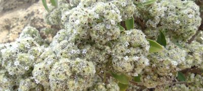 Bystropogon origanifolius, photographed by Santiago Martín-Bravo