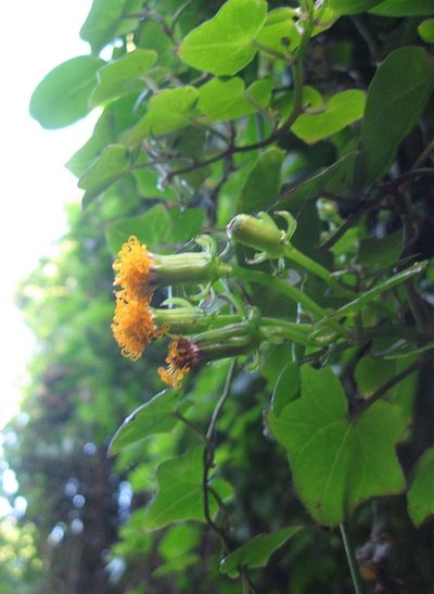 Senecio quinquelobus, photographed by Caroline Voget