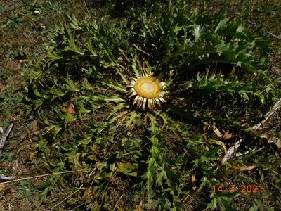Carlina acanthifolia, photographed by Raffaele Maiorano