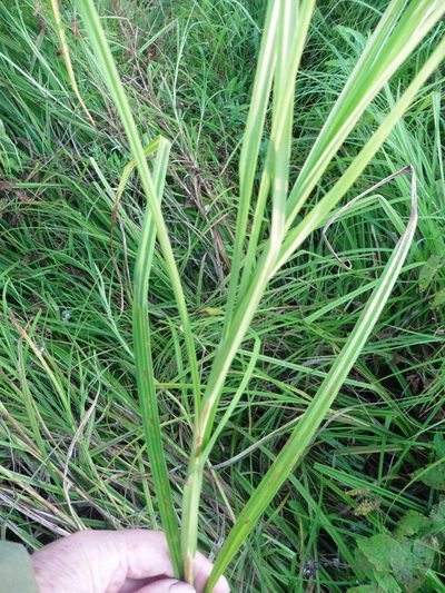 Carex atherodes, photographed by Силаева Татьяна Борисовна