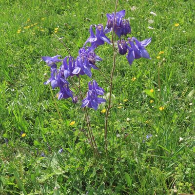 Aquilegia nigricans, photographed by Juan C. Espinosa