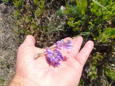 Gladiolus carinatus, photographed by Shaun Swanepoel