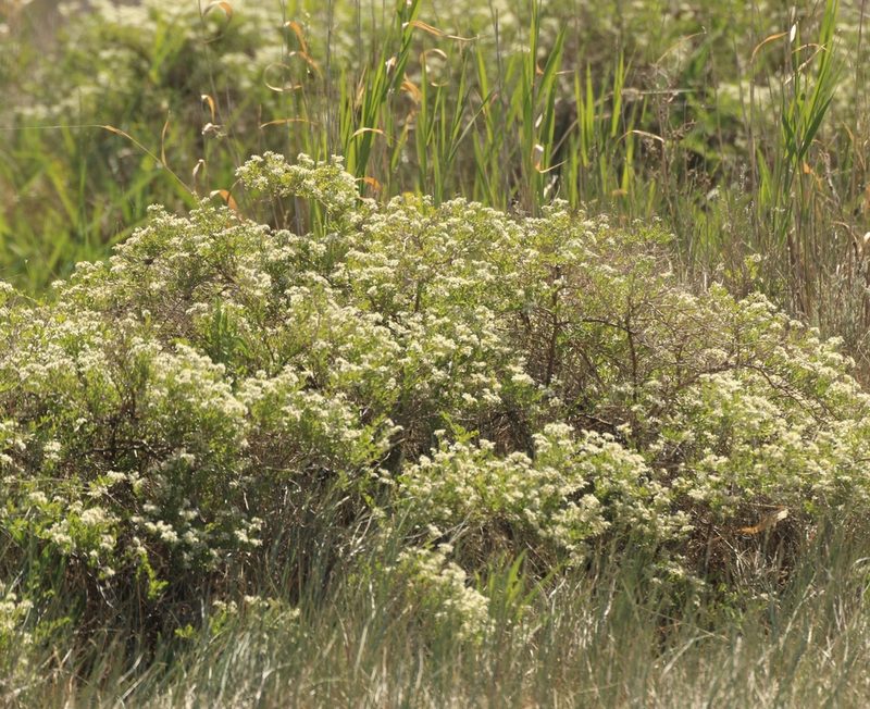 Nitraria sibirica, photographed by Andrew Bazdyrev