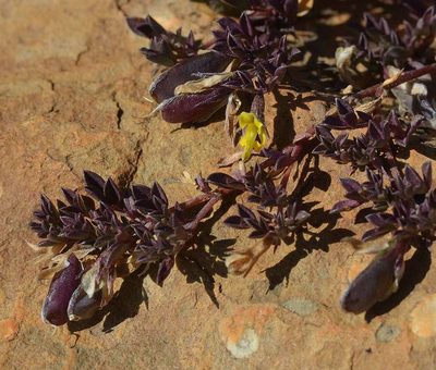 Listia heterophylla, photographed by Andrew Hankey
