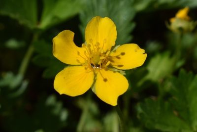 Potentilla drummondii, photographed by Gail A Baker