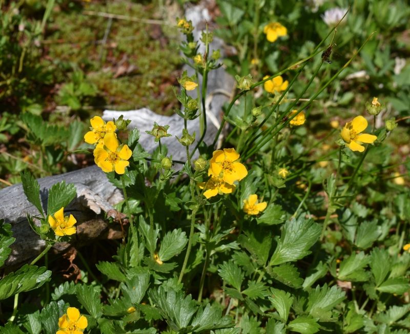 Potentilla drummondii, photographed by Gail A Baker