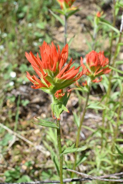 Castilleja suksdorfii, photographed by Gail A Baker