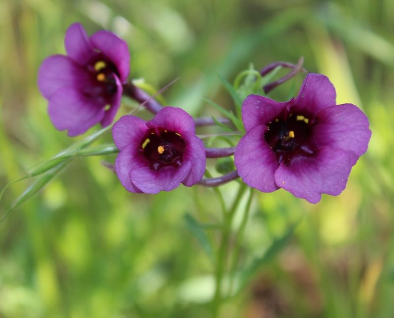 Diascia namaquensis, photographed by Tony Rebelo