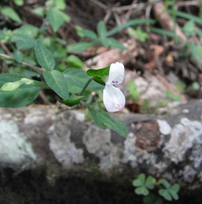 Dicliptera extenta, photographed by Caroline Voget