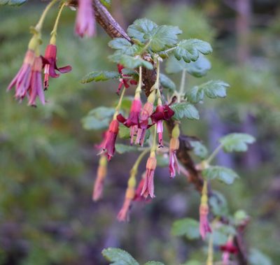 Ribes lobbii, photographed by Gail A Baker