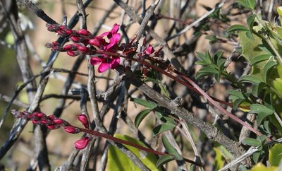 Indigofera meyeriana, photographed by Tony Rebelo