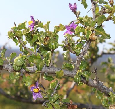 Solanum humile, photographed by Tony Rebelo