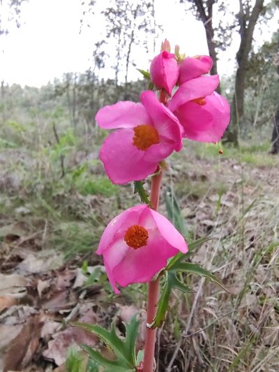 Begonia angustiloba, photographed by Abraham Sánchez Romero