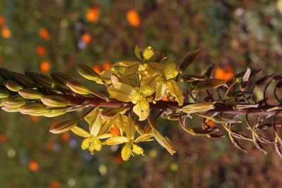 Bulbine praemorsa, photographed by Tony Rebelo