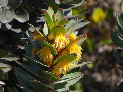Mimetes saxatilis, photographed by Shaun Swanepoel