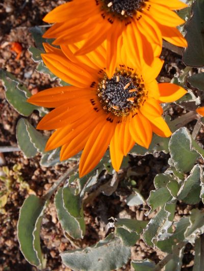 Arctotis campanulata, photographed by Tony Rebelo