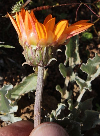 Arctotis campanulata, photographed by Tony Rebelo