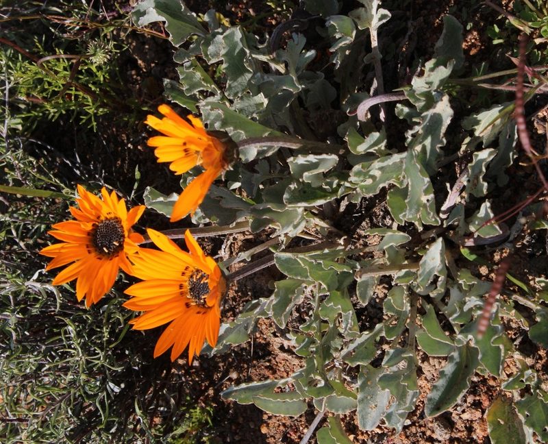Arctotis campanulata, photographed by Tony Rebelo
