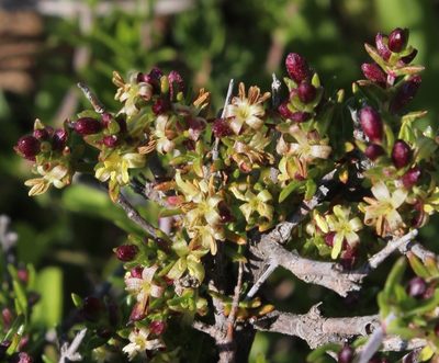 Nenax namaquensis, photographed by Tony Rebelo