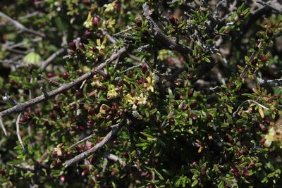 Nenax namaquensis, photographed by Tony Rebelo
