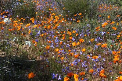 Heliophila schulzii, photographed by Tony Rebelo