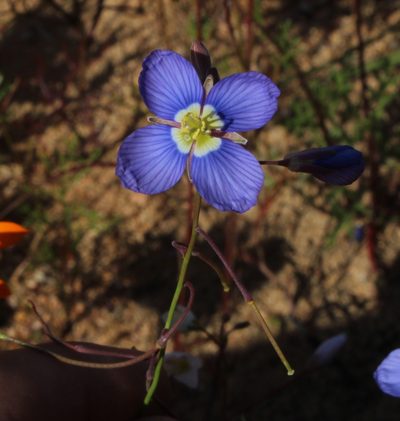 Heliophila schulzii, photographed by Tony Rebelo