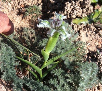 Ferraria ferrariola, photographed by Tony Rebelo