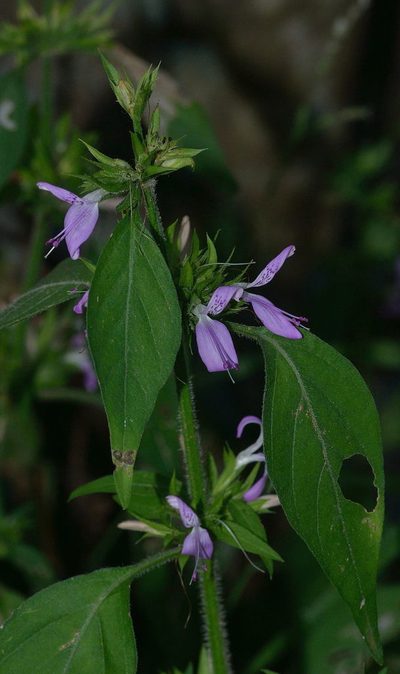 Dicliptera magaliesbergensis, photographed by Andrew Hankey