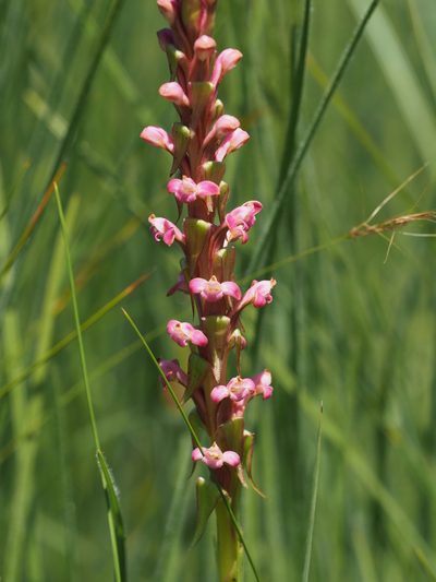 Satyrium neglectum, photographed by Peter Archdale