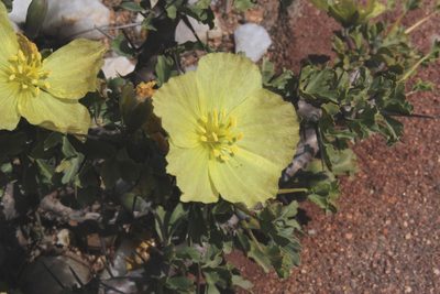 Sarcocaulon ciliatum, photographed by Tony Rebelo