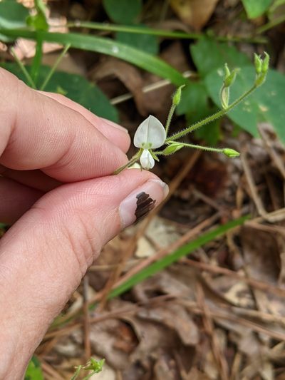 Desmodium ochroleucum, photographed by Kristi Zoebelein