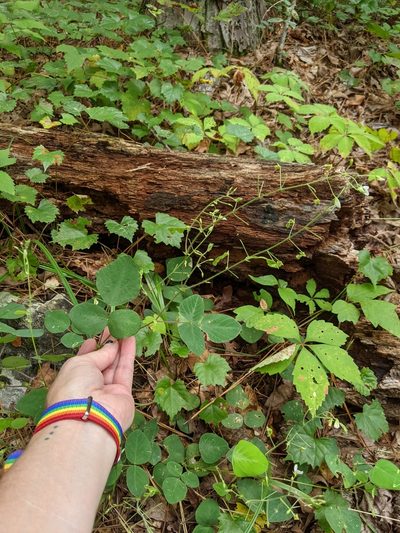 Desmodium ochroleucum, photographed by Kristi Zoebelein