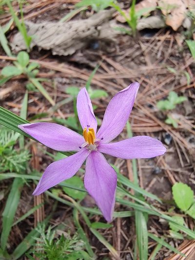 Nemastylis tenuis, photographed by Abraham Sánchez Romero