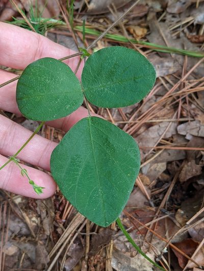 Desmodium ochroleucum, photographed by Kristi Zoebelein